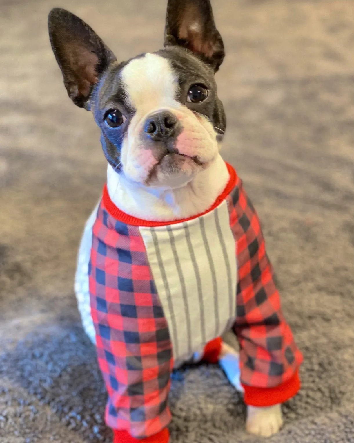 French Bulldog Pajamas | Frenchie Clothing | Buffalo Plaid