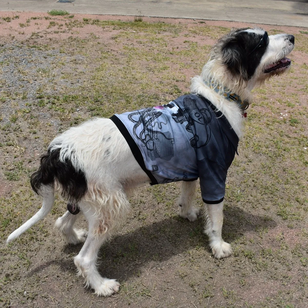 Sun Safe Dog Shirts - Salty Dog